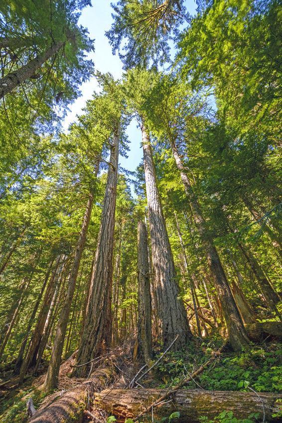 Redwood National Forest